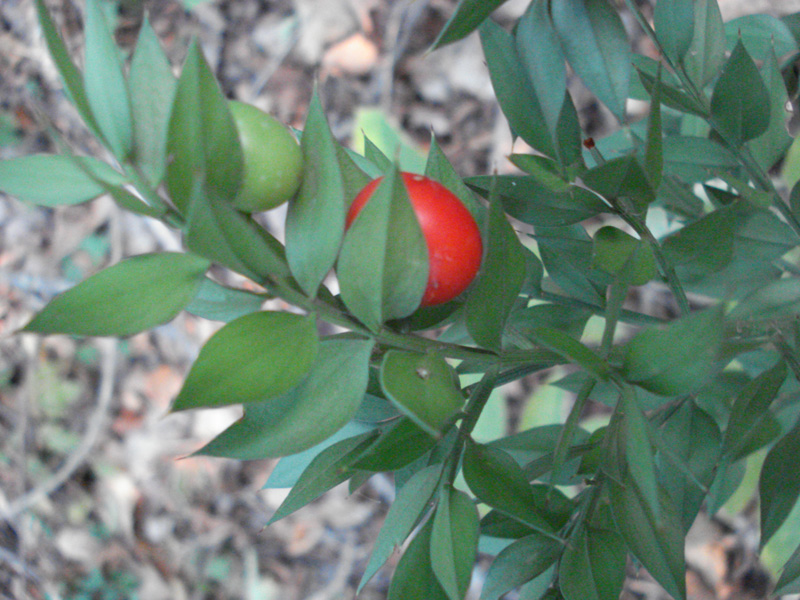 Ruscus aculeatus/Pungitopo